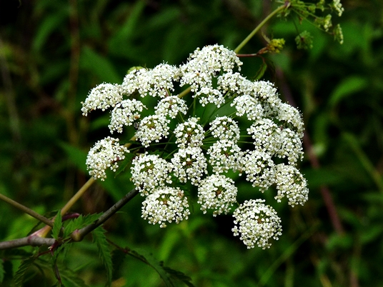 {Cicuta maculata}